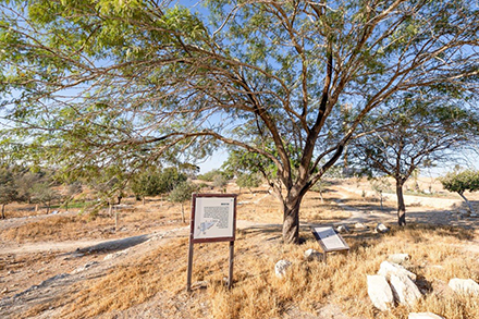 העץ שהפך מאוהב לאויב. צילום: בוני שיינמו, ארכיון הצילומים של קקל